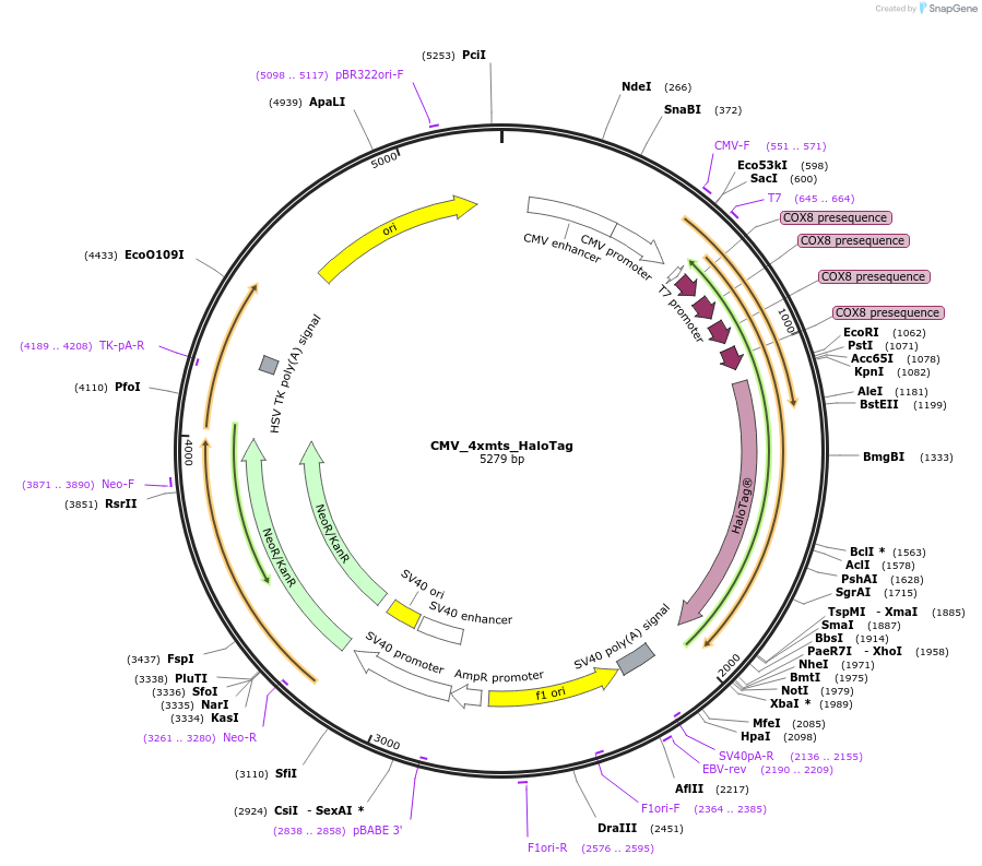 251345-plasmid-map-sequence-id-507321