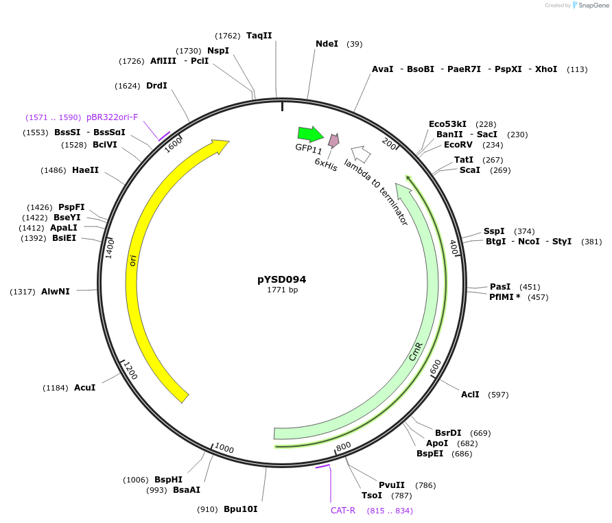 252984-plasmid-map-sequence-id-507326