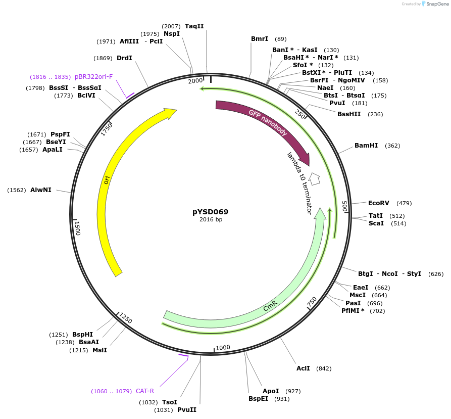 252973-plasmid-map-sequence-id-507333