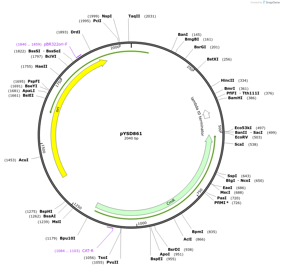 253014-plasmid-map-sequence-id-507337