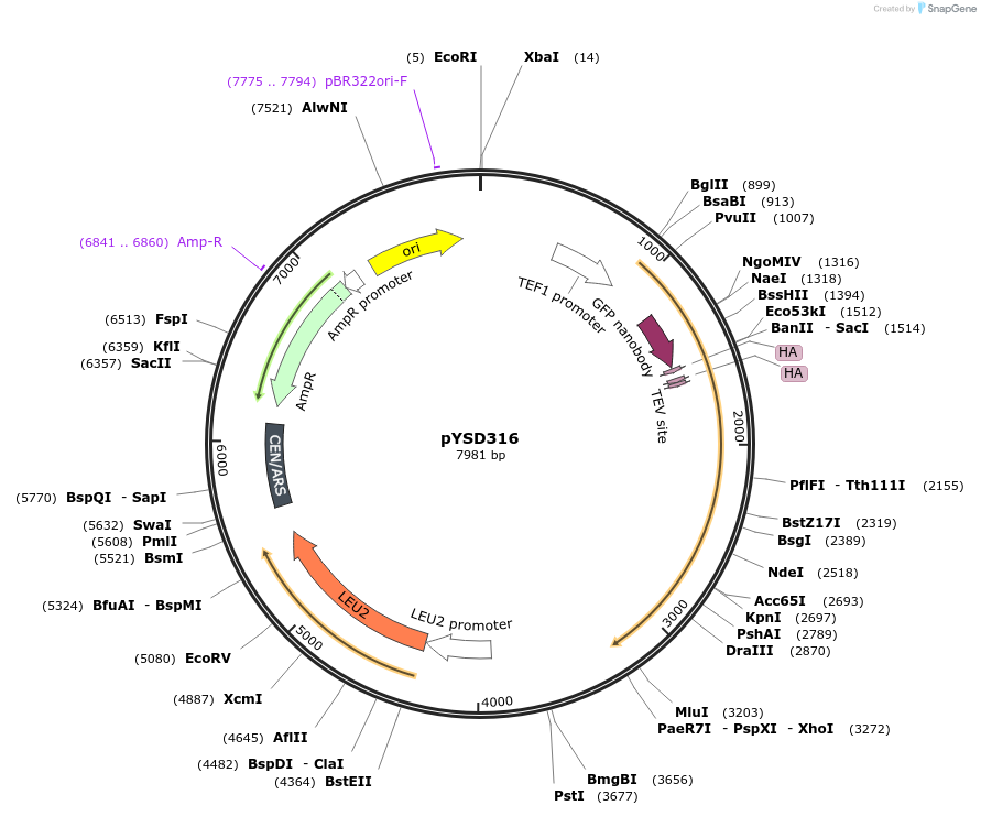 253035-plasmid-map-sequence-id-507338