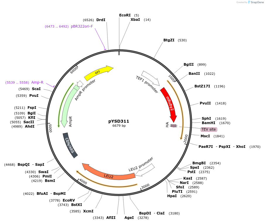 253033-plasmid-map-sequence-id-507340