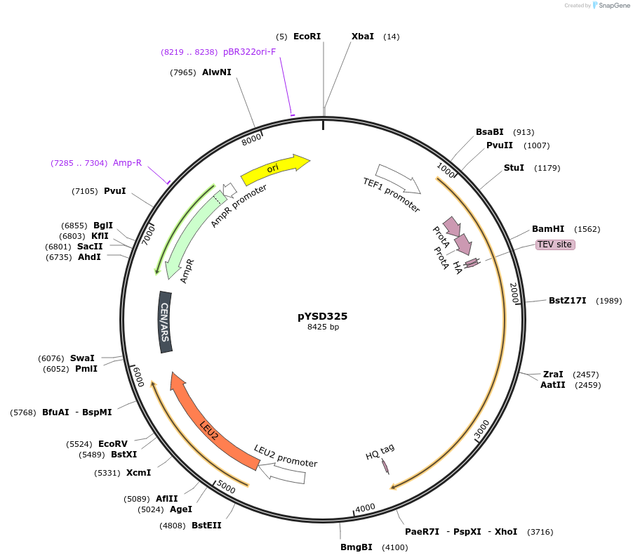 253038-plasmid-map-sequence-id-507341