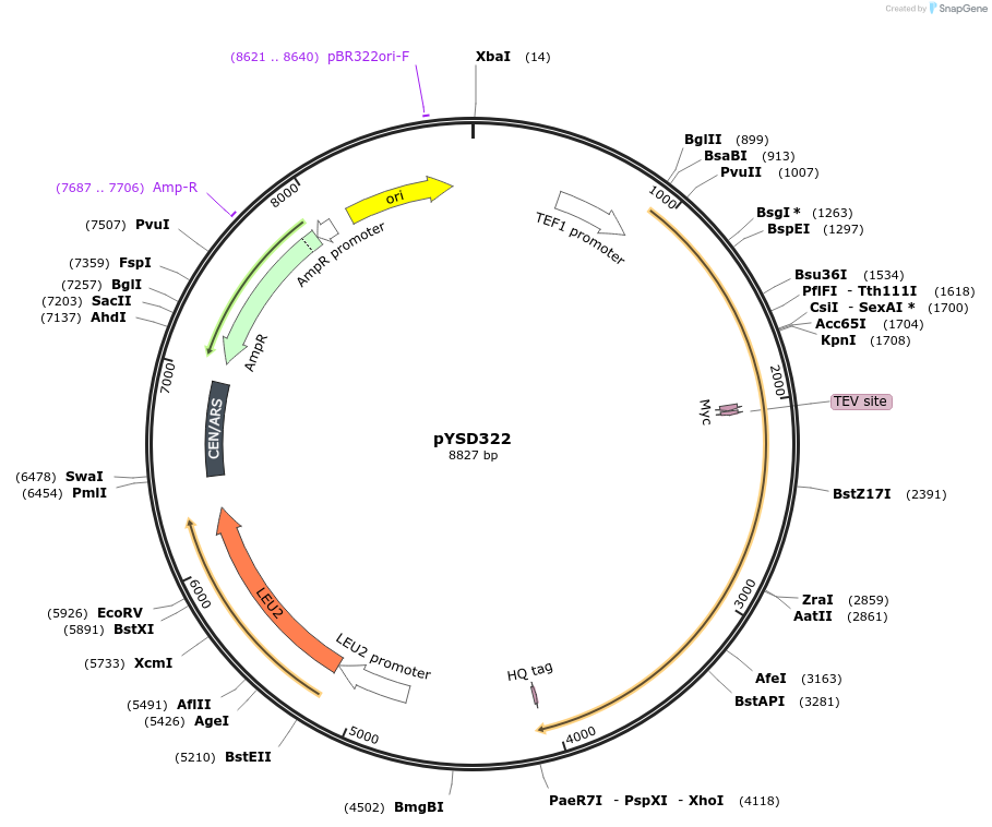 253037-plasmid-map-sequence-id-507342
