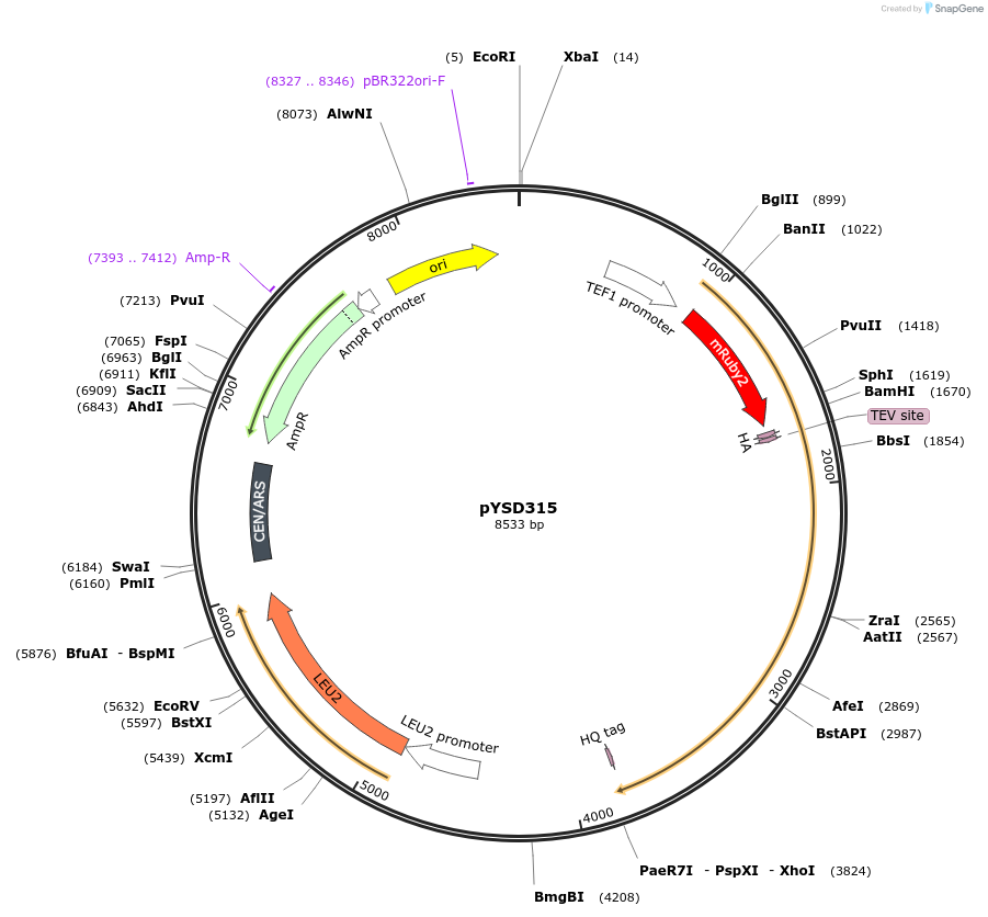 253034-plasmid-map-sequence-id-507343