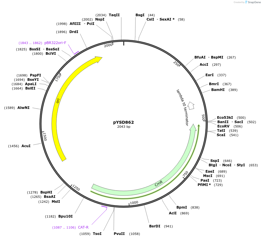 253015-plasmid-map-sequence-id-507345