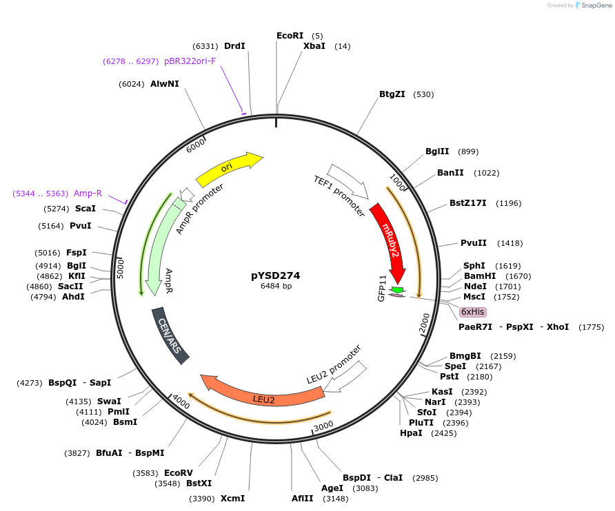 253021-plasmid-map-sequence-id-507351