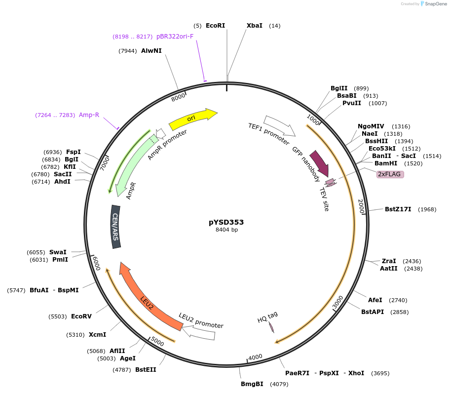 253045-plasmid-map-sequence-id-507359
