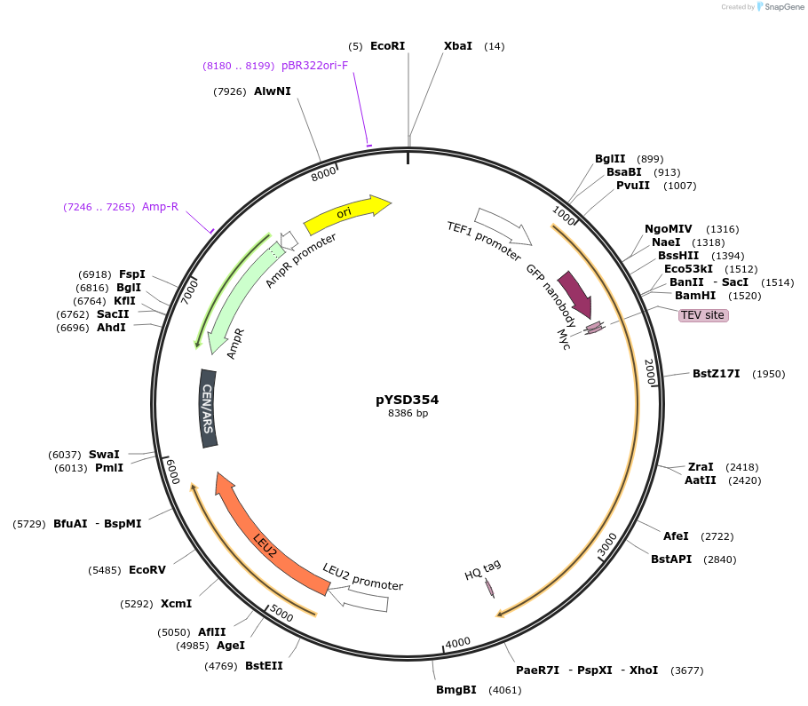 253046-plasmid-map-sequence-id-507360