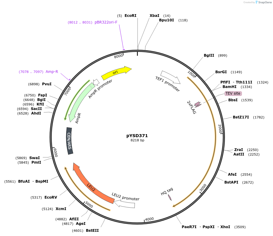 253047-plasmid-map-sequence-id-507361