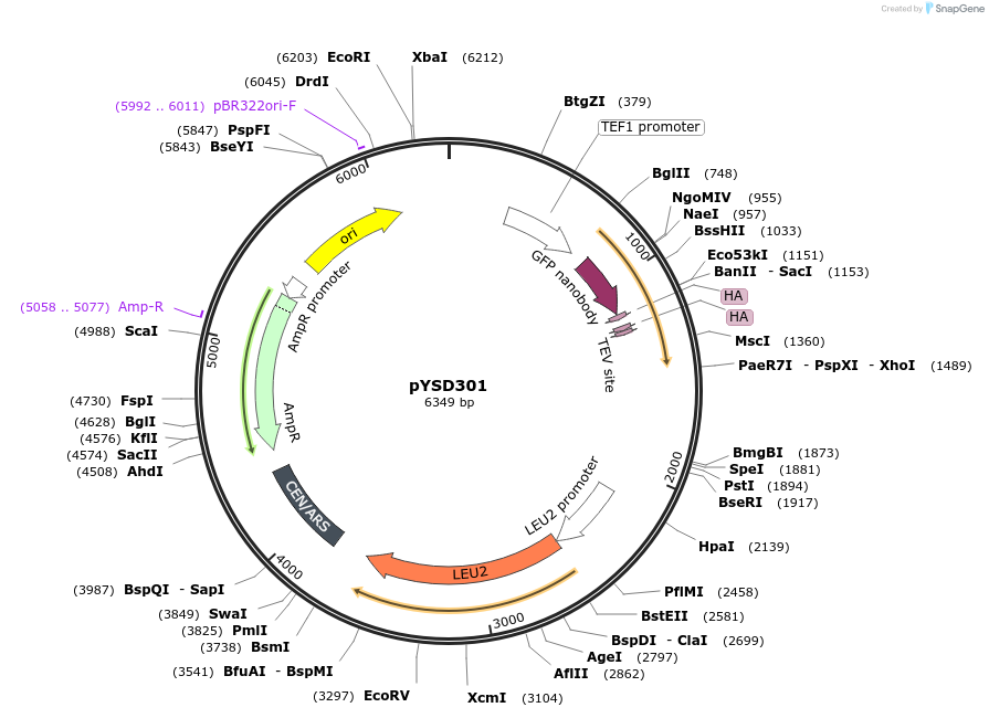 253031-plasmid-map-sequence-id-507377