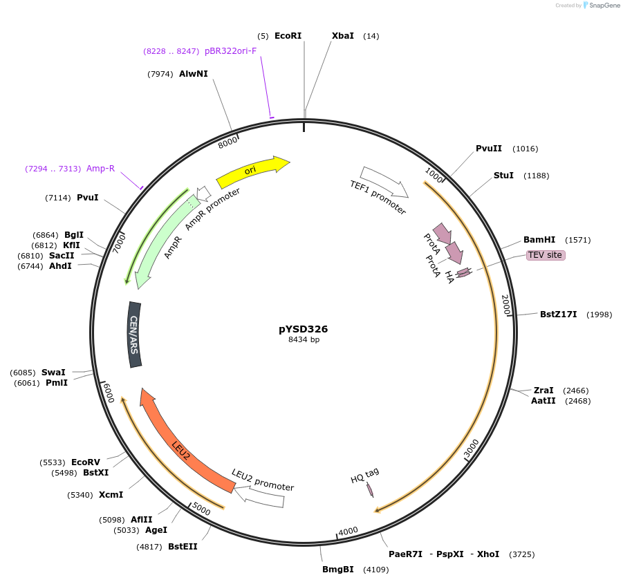 253039-plasmid-map-sequence-id-507381