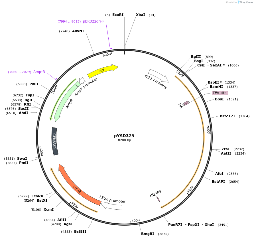 253041-plasmid-map-sequence-id-507382