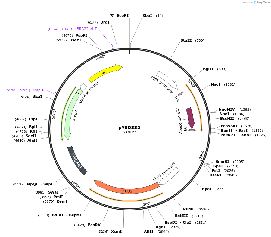 253042-plasmid-map-sequence-id-507383