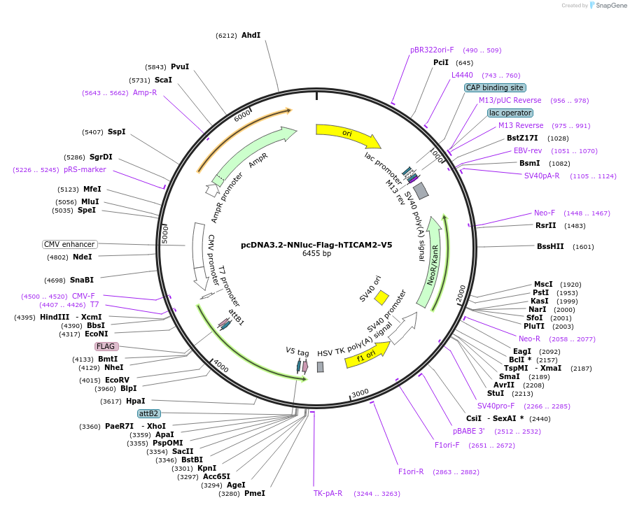 241877-plasmid-map-sequence-id-507522