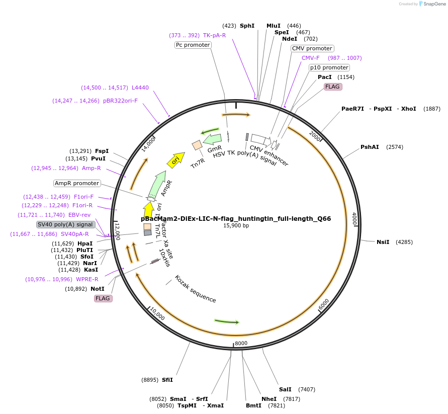 111735-plasmid-map-sequence-id-507575