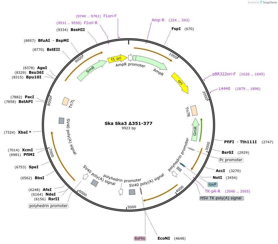 253356-plasmid-map-sequence-id-507584
