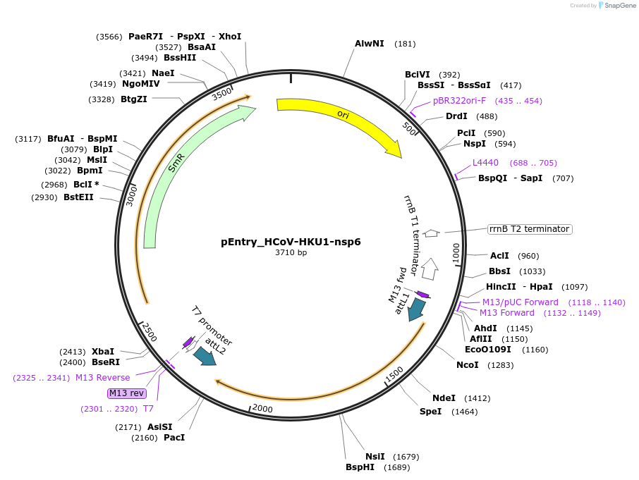 168895-plasmid-map-sequence-id-507627