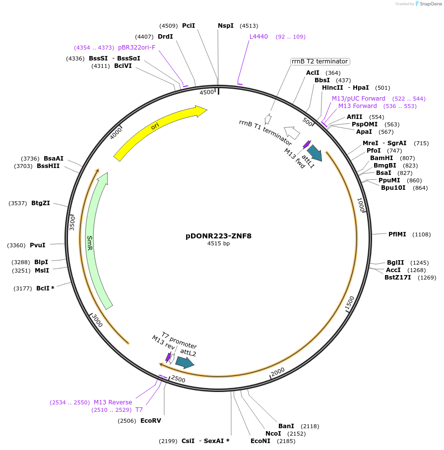 88528-plasmid-map-sequence-id-507630