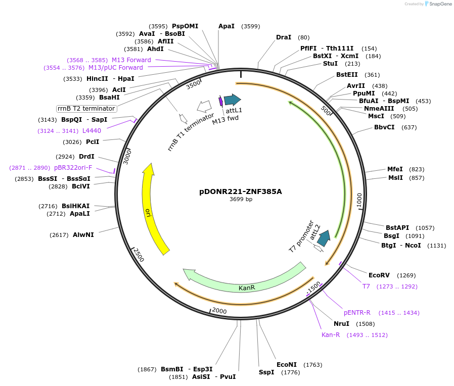 101615-plasmid-map-sequence-id-507639