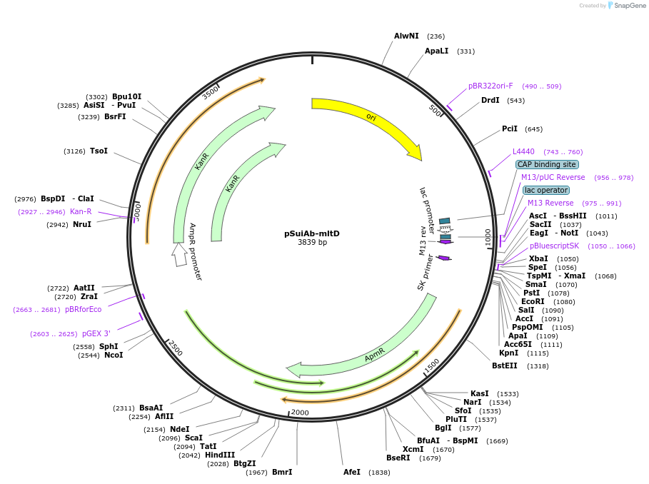 253613-plasmid-map-sequence-id-507642