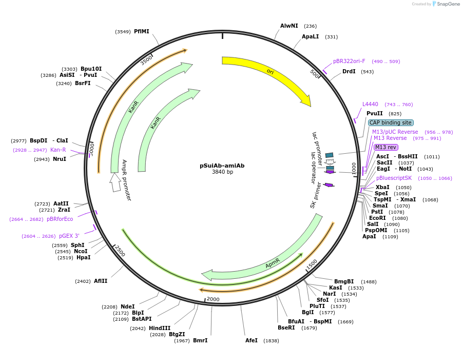 253614-plasmid-map-sequence-id-507643