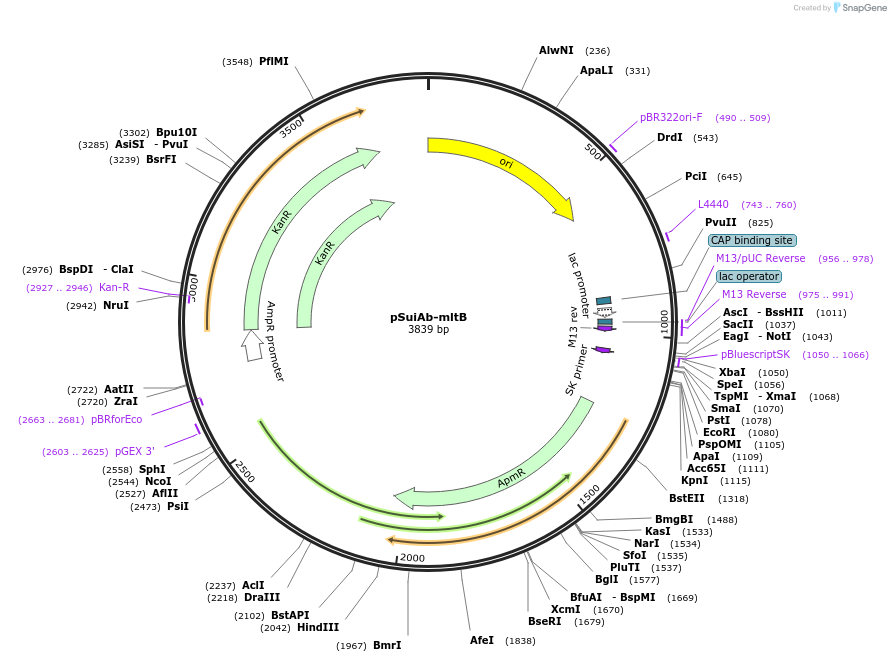 253612-plasmid-map-sequence-id-507644