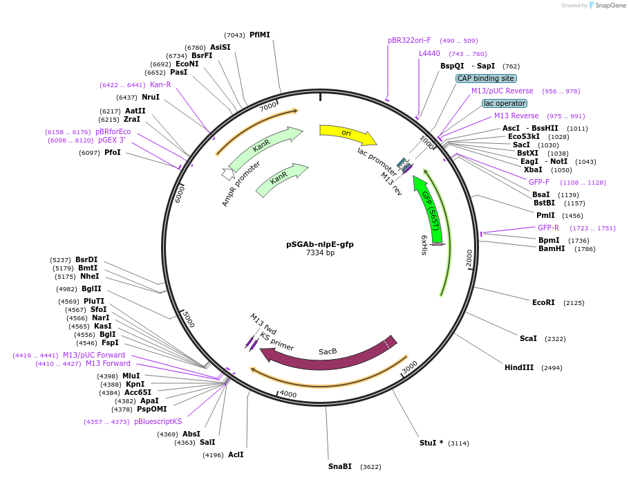 253608-plasmid-map-sequence-id-507657