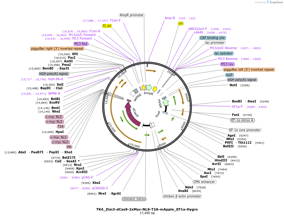 254456-plasmid-map-sequence-id-507673
