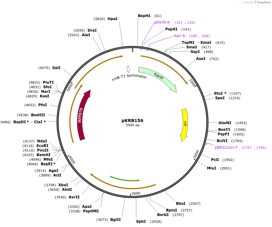 254233-plasmid-map-sequence-id-507683