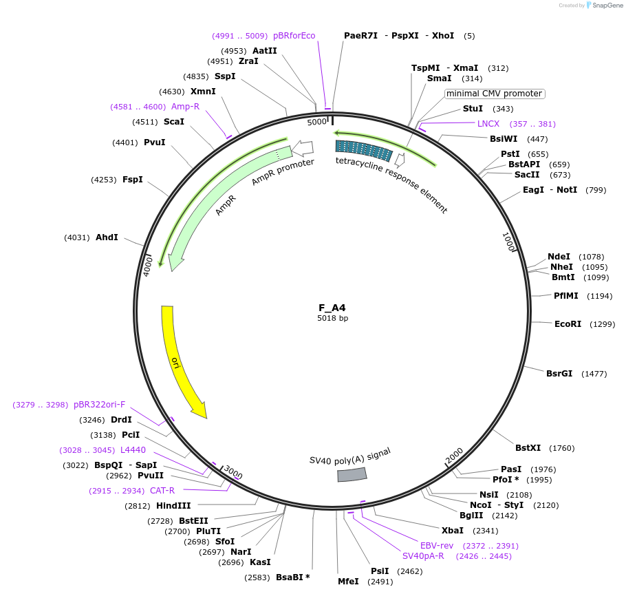 249800-plasmid-map-sequence-id-507689