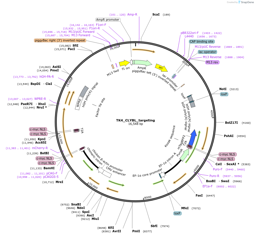 254455-plasmid-map-sequence-id-507702
