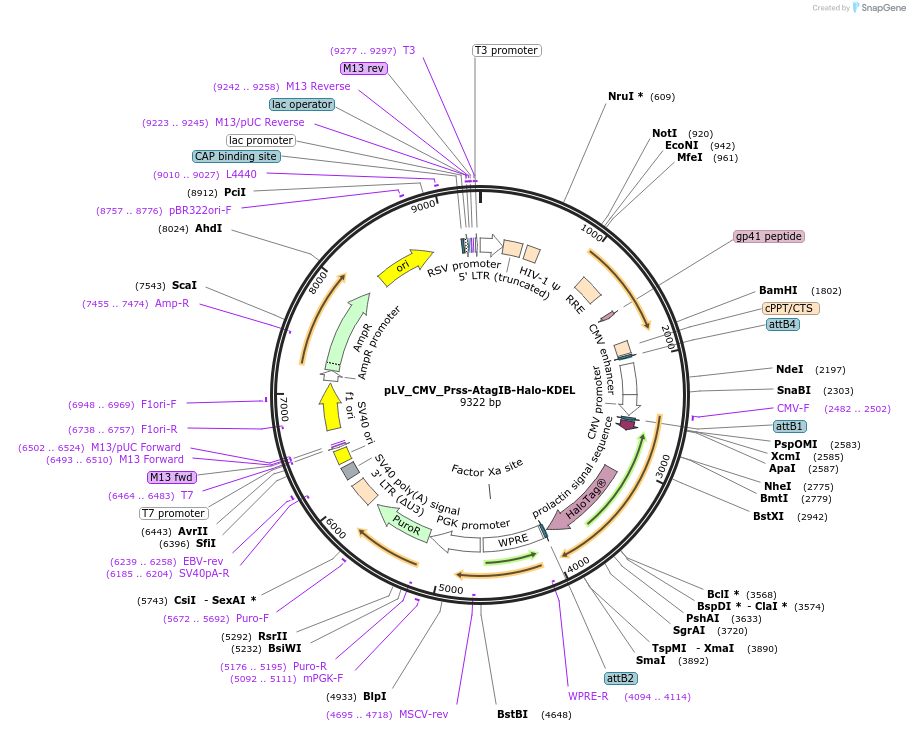 251342-plasmid-map-sequence-id-507703