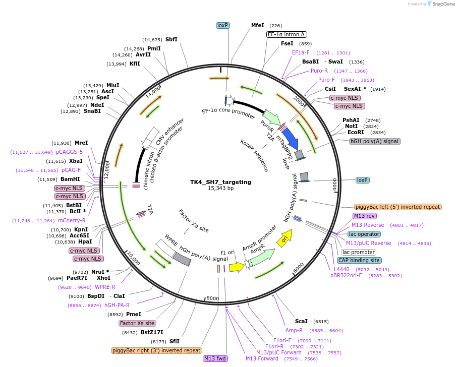 254454-plasmid-map-sequence-id-507705