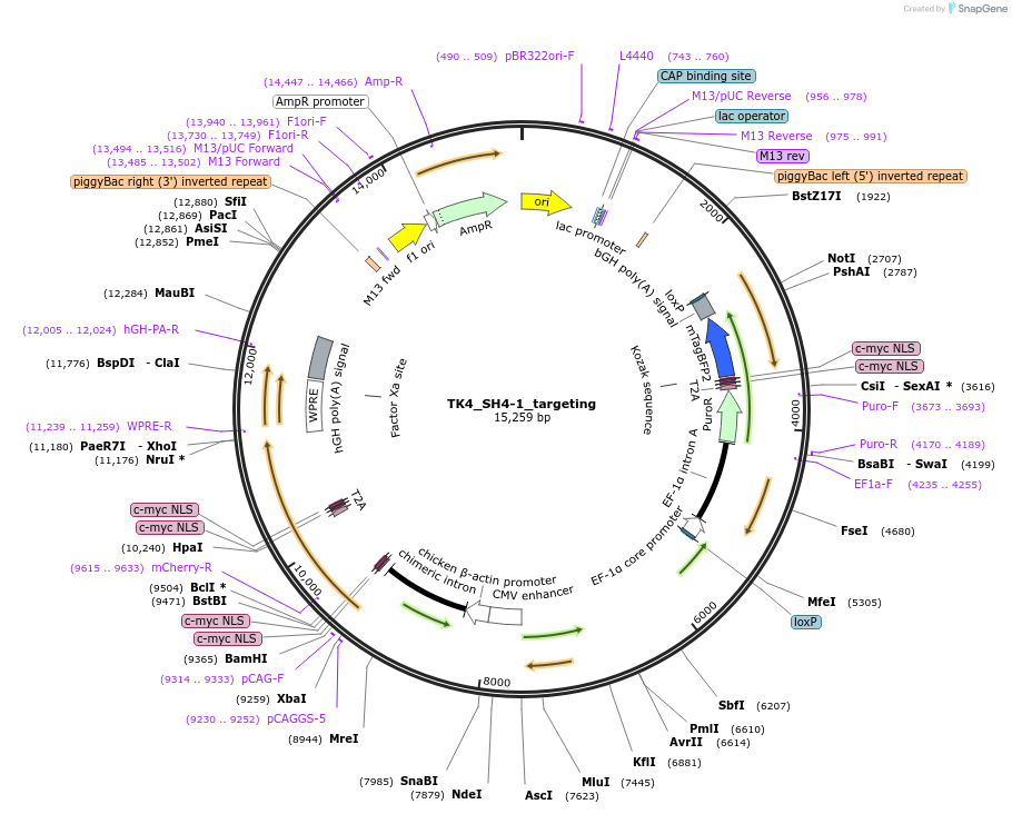254452-plasmid-map-sequence-id-507707
