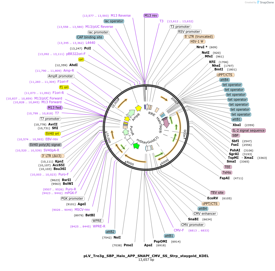 251346-plasmid-map-sequence-id-507708
