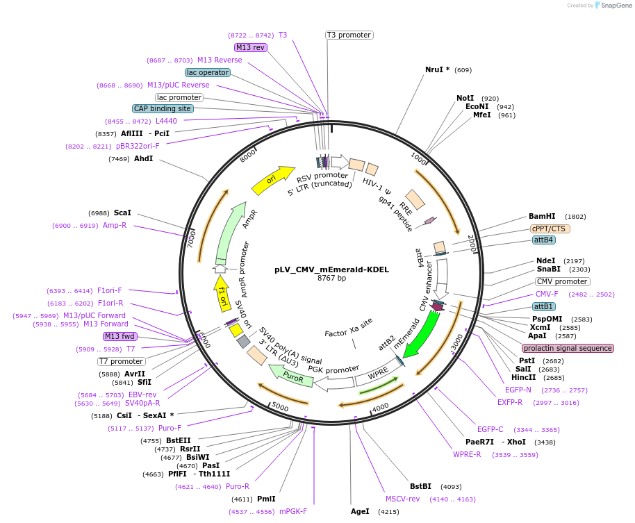 251341-plasmid-map-sequence-id-507712