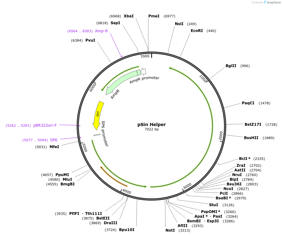 127694-plasmid-map-sequence-id-507713