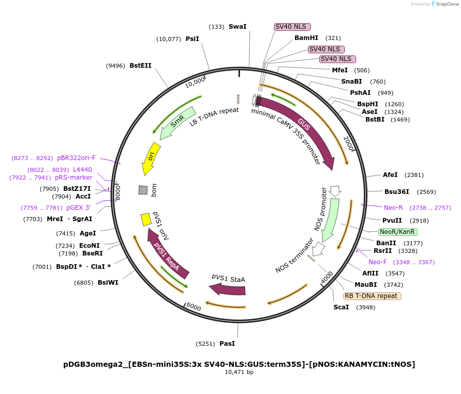 254072-plasmid-map-sequence-id-507716