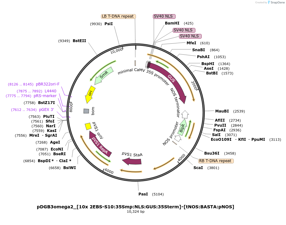 254066-plasmid-map-sequence-id-507717