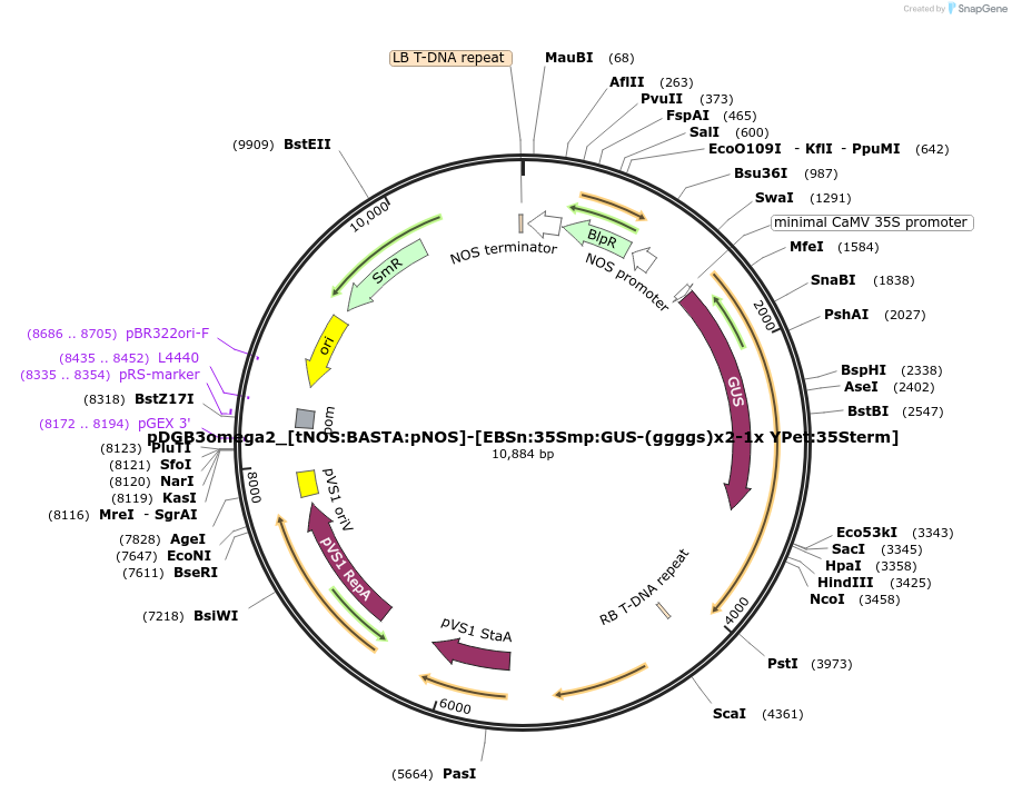 254069-plasmid-map-sequence-id-507718