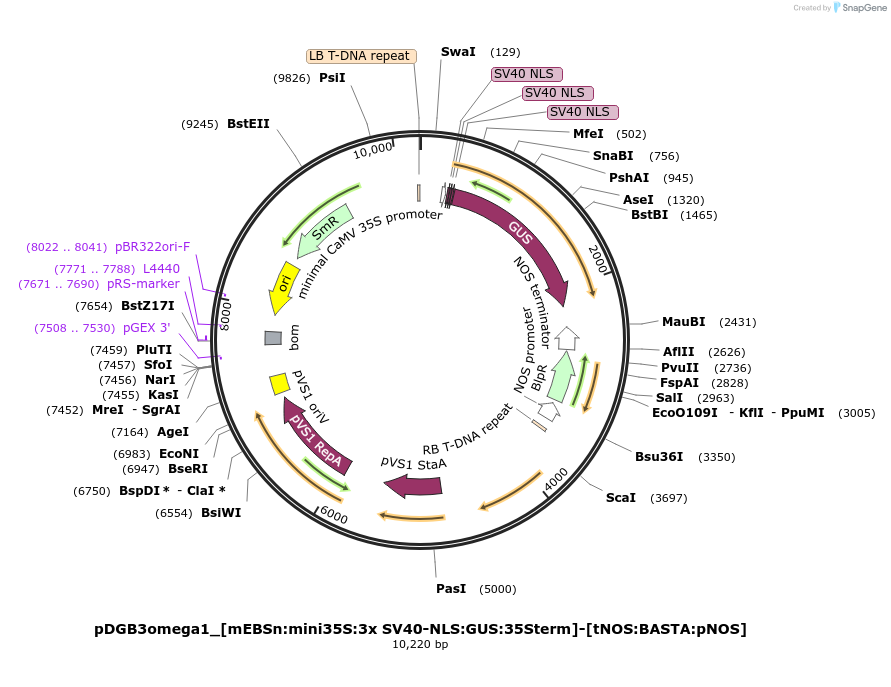 254070-plasmid-map-sequence-id-507720