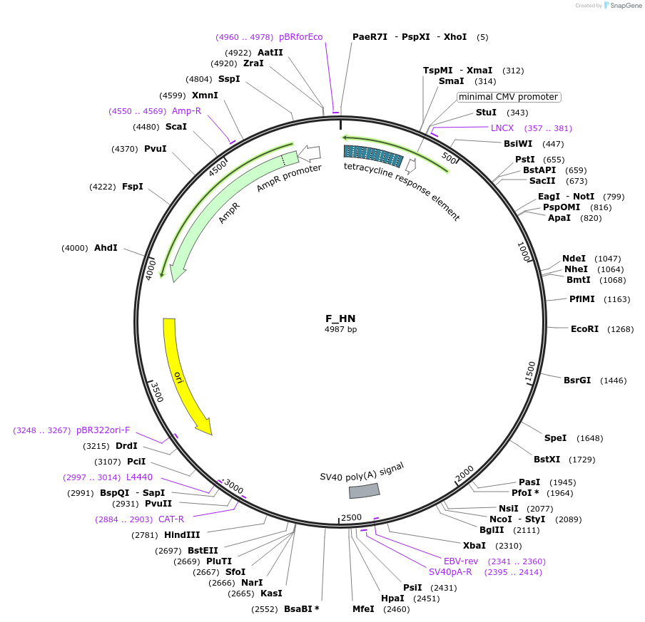 249796-plasmid-map-sequence-id-507721