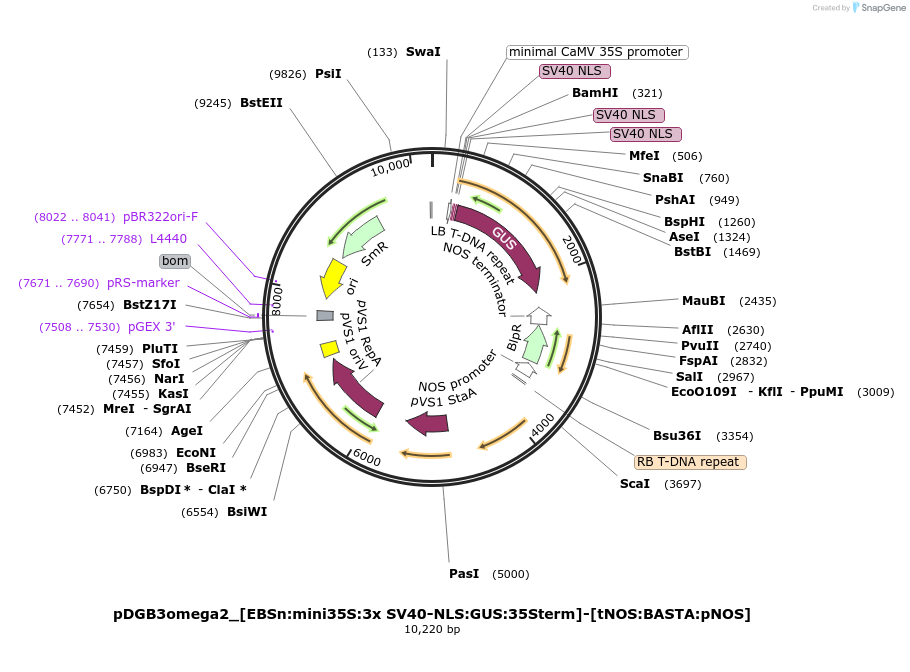 254068-plasmid-map-sequence-id-507723