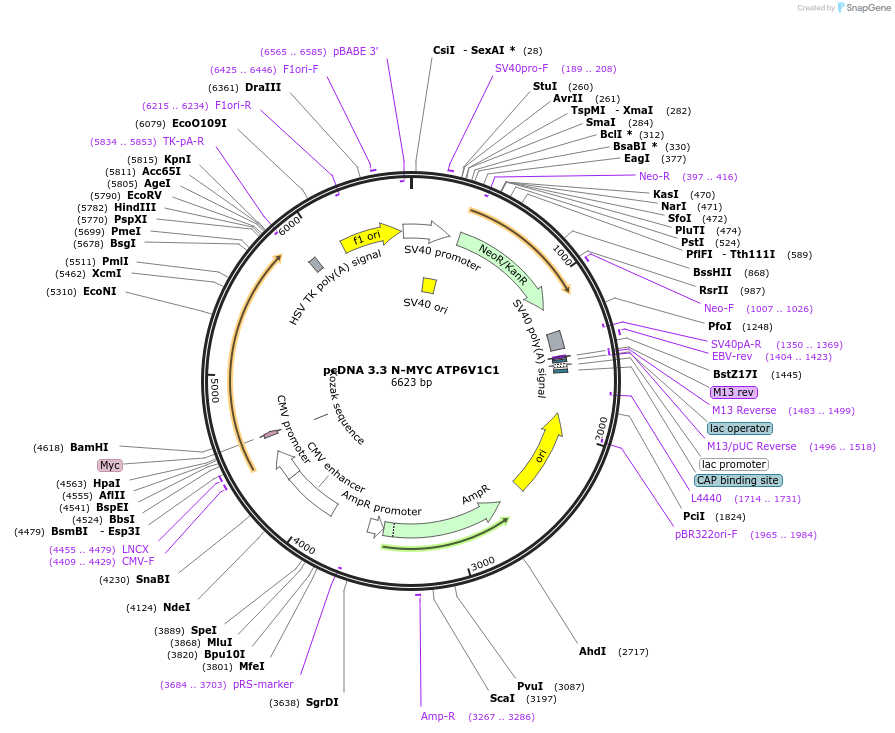 246131-plasmid-map-sequence-id-507735