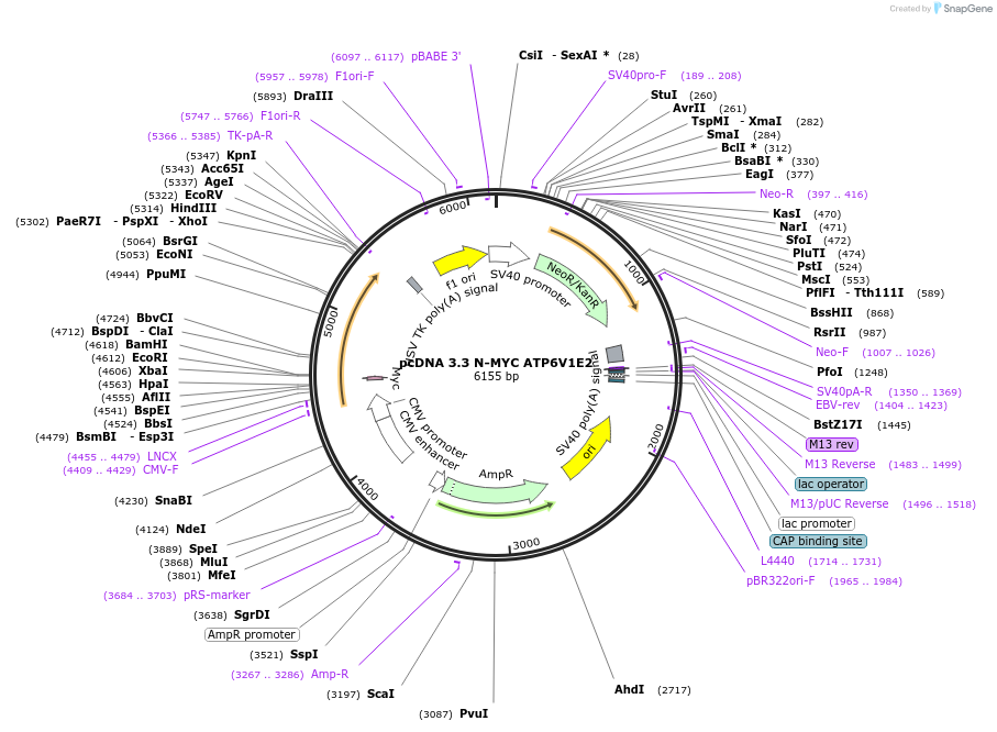 246135-plasmid-map-sequence-id-507736