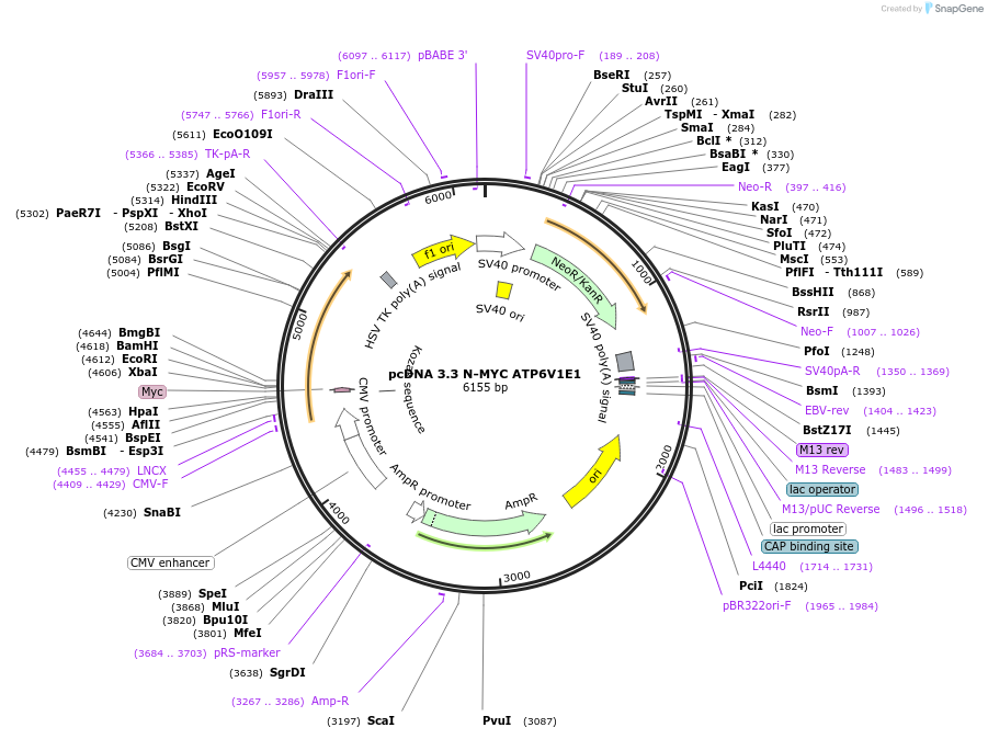 246134-plasmid-map-sequence-id-507737