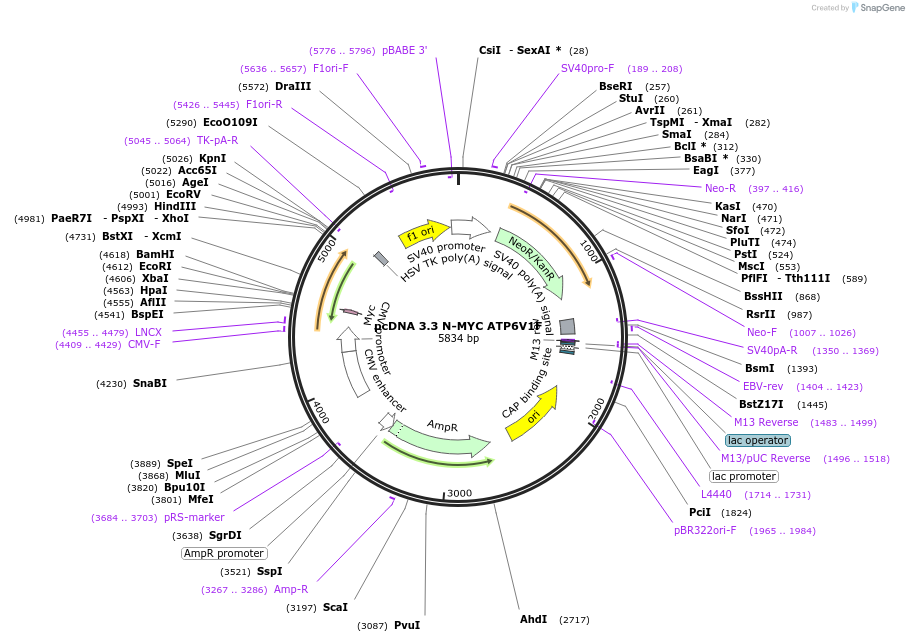 246136-plasmid-map-sequence-id-507738
