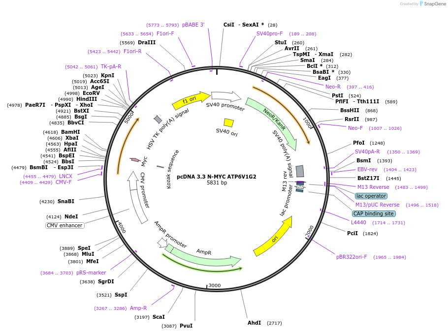 246138-plasmid-map-sequence-id-507739
