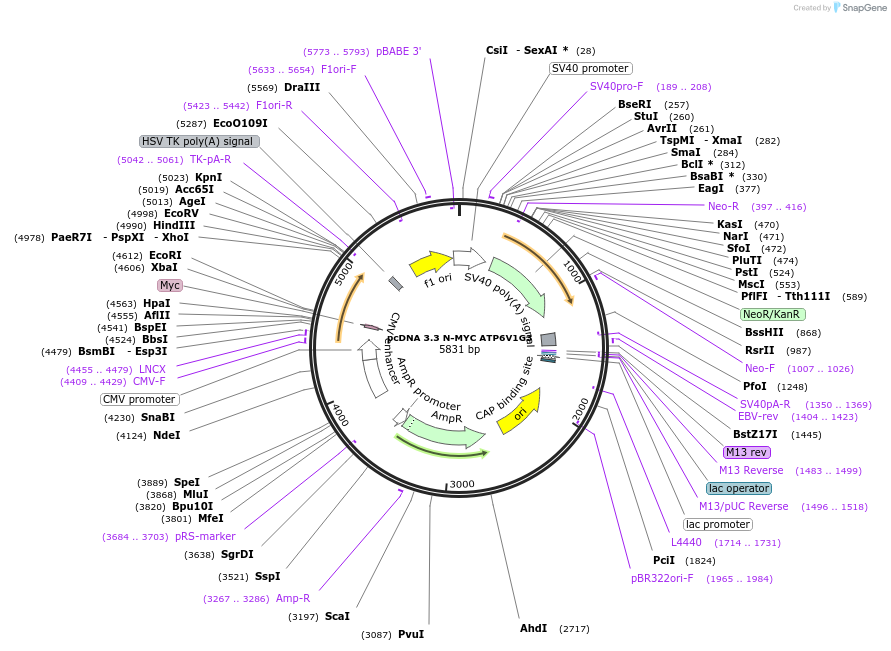 246139-plasmid-map-sequence-id-507741